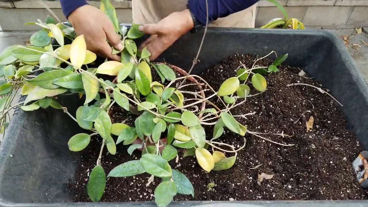Уход за хойей мясистой (Hoya carnosa) или восковым цветком.