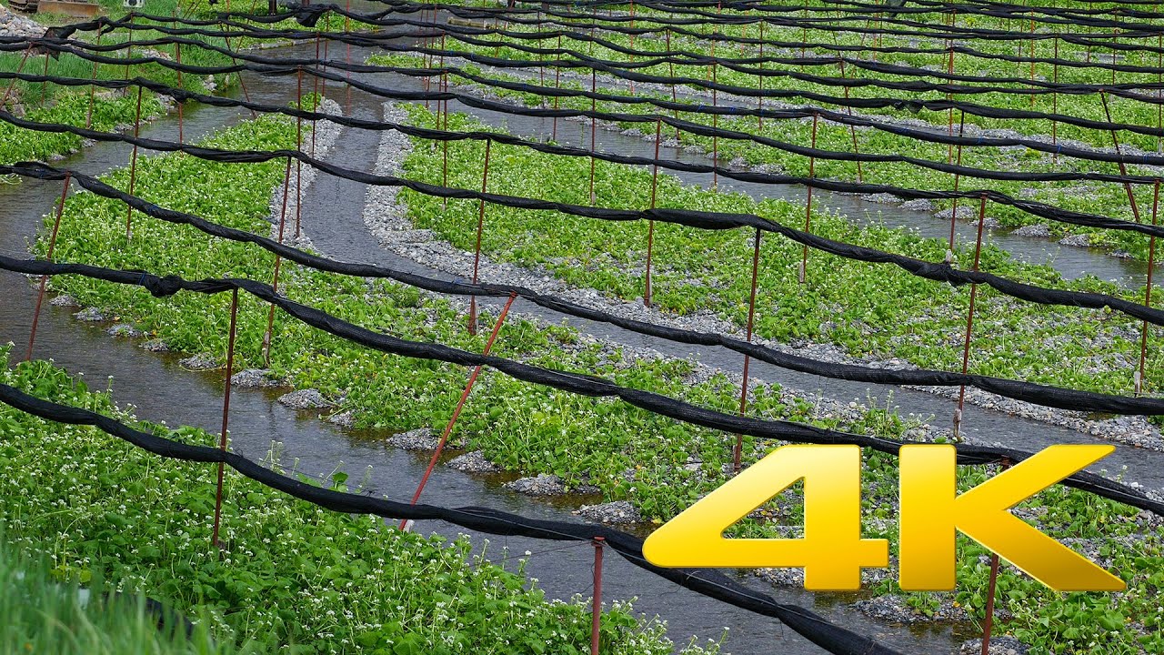 Daio Wasabi Farm - Nagano - 大王わさび農場 - 4K Ultra HD