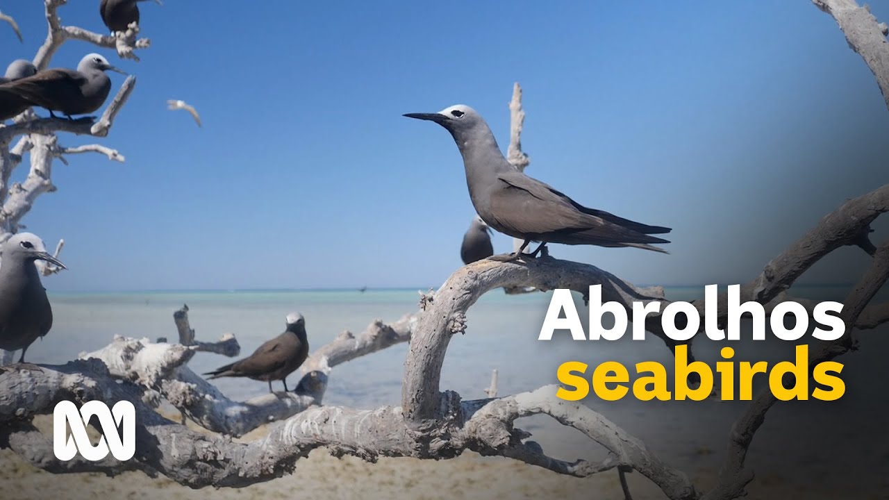 One man&rsquo;s personal bid to save and promote Abrolhos seabirds | ABC Australia