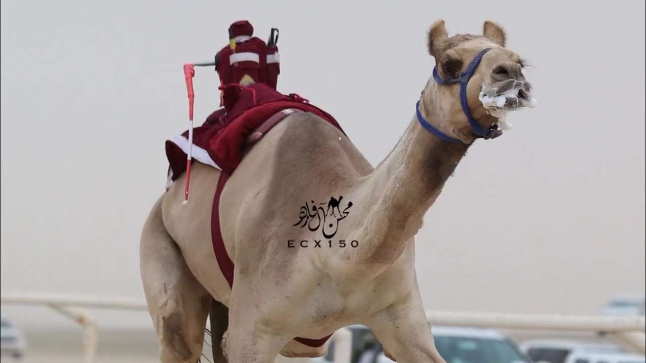 نجود : مانع يحي هرقل همام آل همام