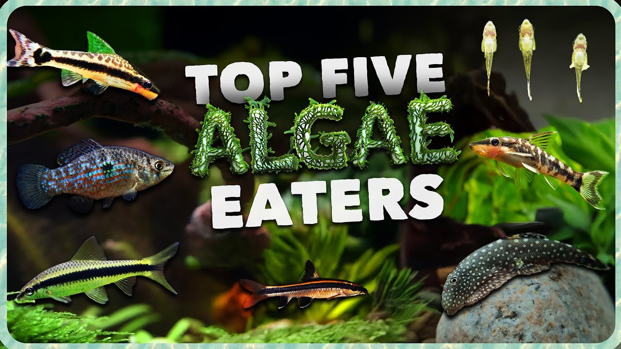 Algae Eaters Your Aquarium Tank Needs: The Best Algae-Eating Fish for a Clean Tank!