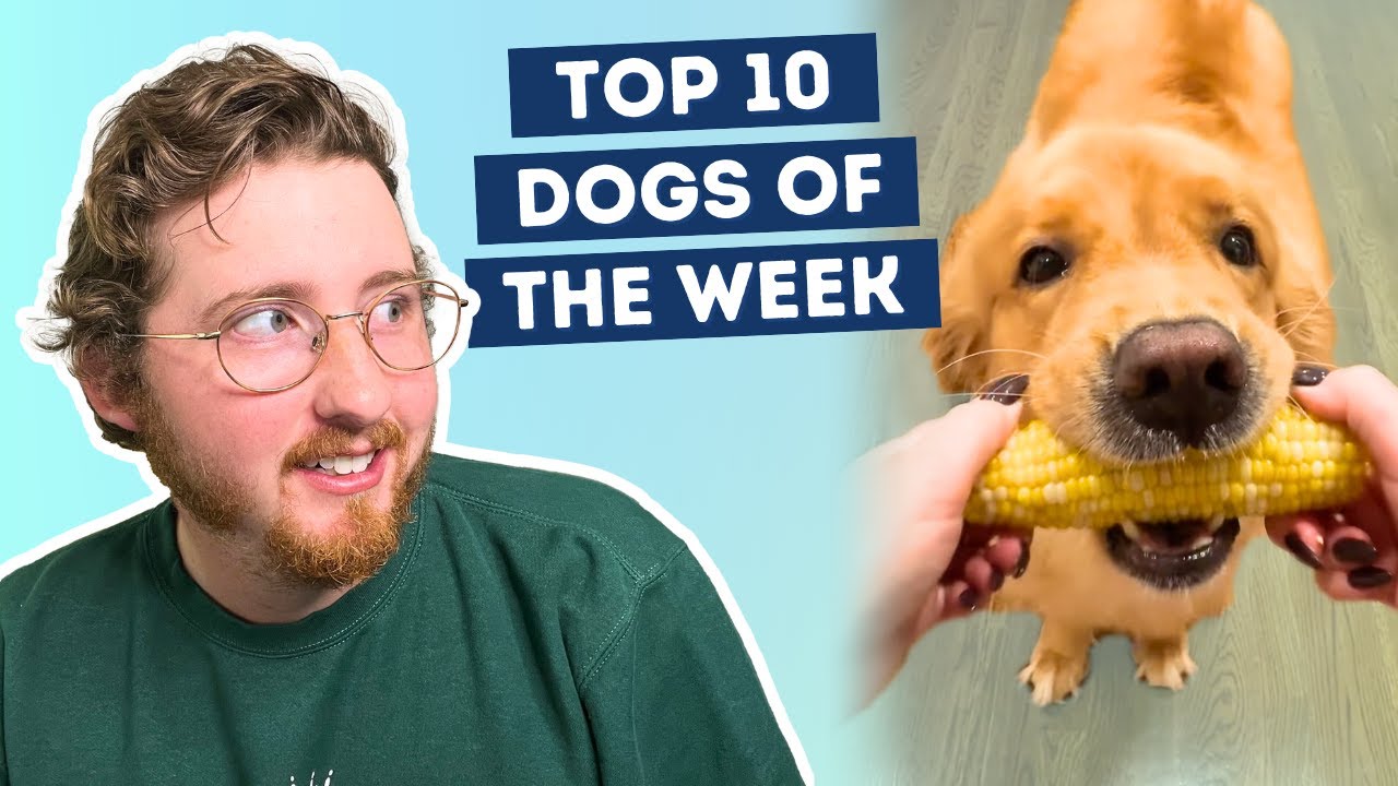 Golden Retriever Tries Corn For The First Time