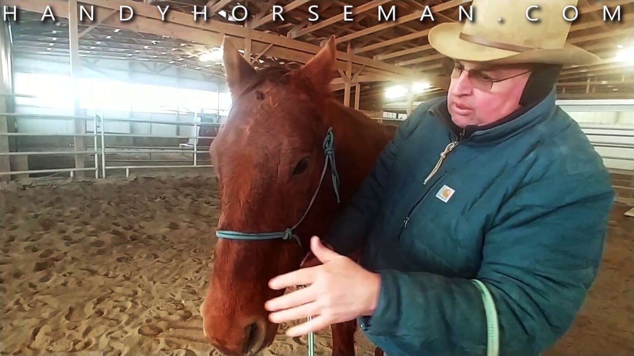 How To Halter A Horse