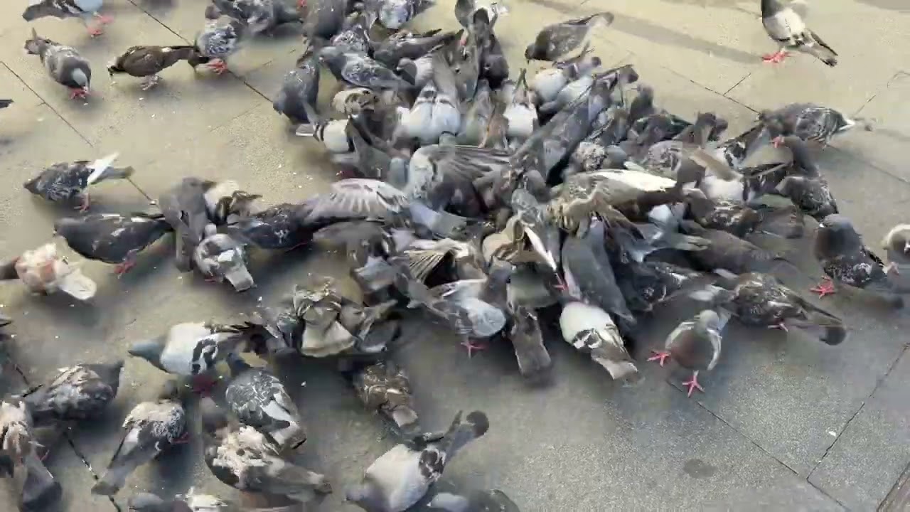Spatial Pigeons Feeding Time