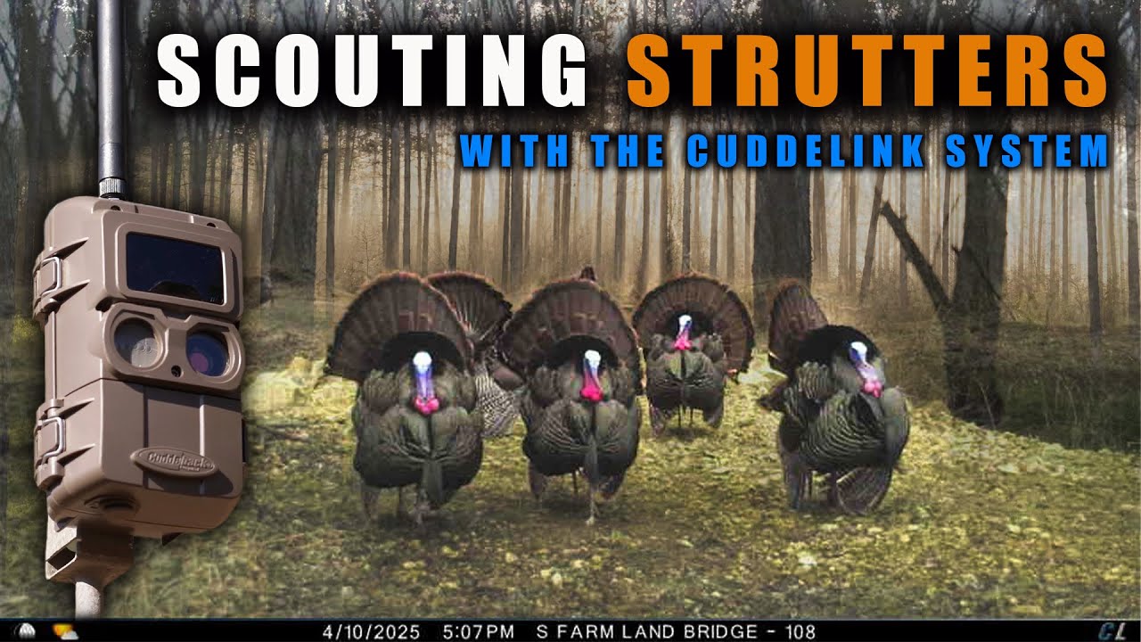 SCOUTING STRUTTERS and How To Setup the Cuddelink System