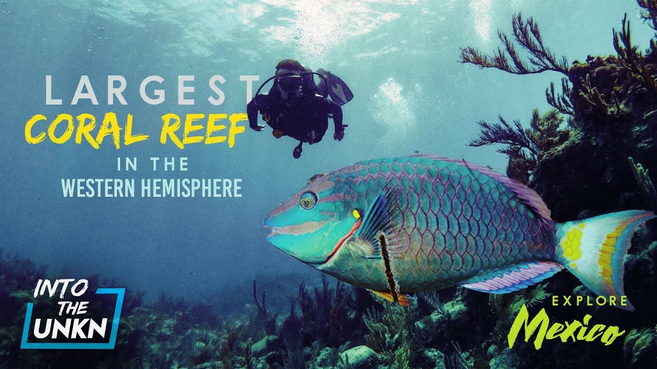 Mesoamerican Reef | Everyone knows the Great Barrier Reef, no one talks about this!