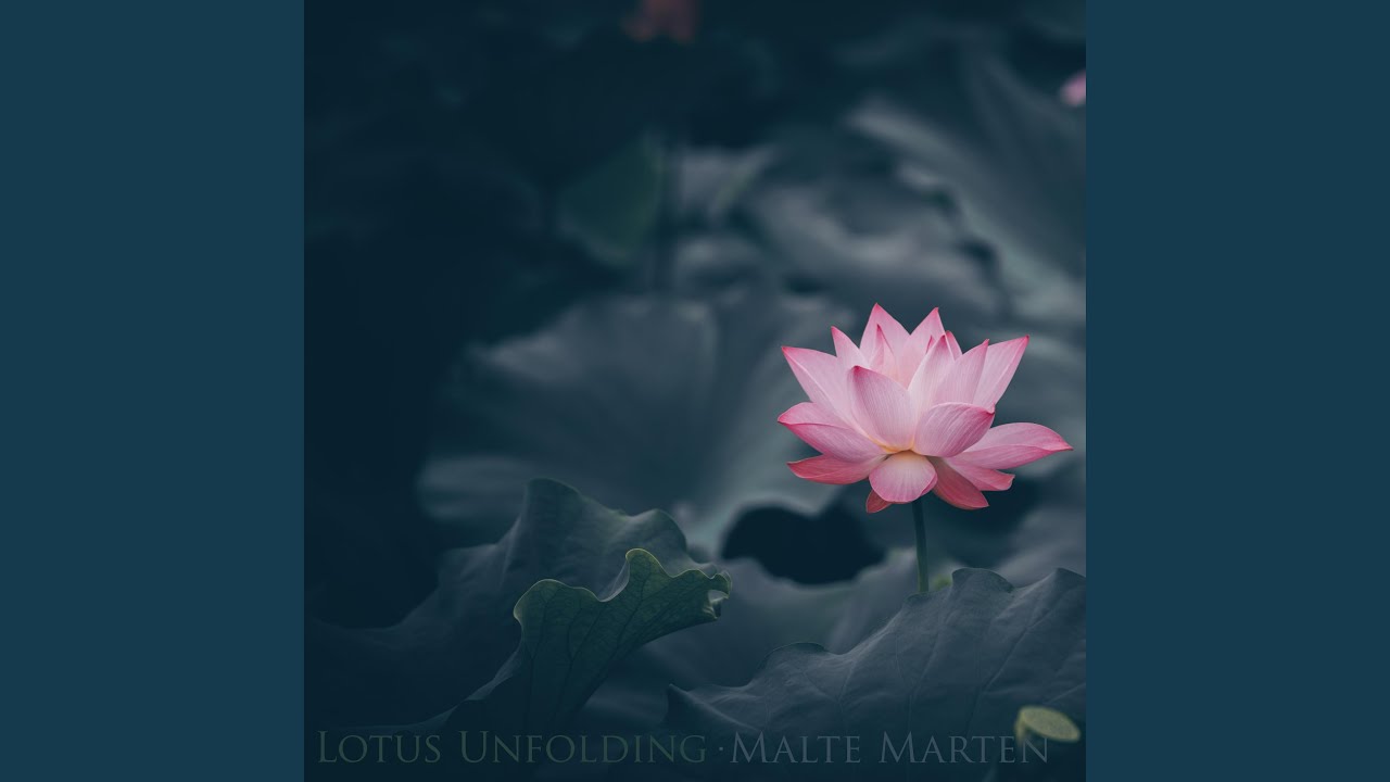 Lotus Unfolding