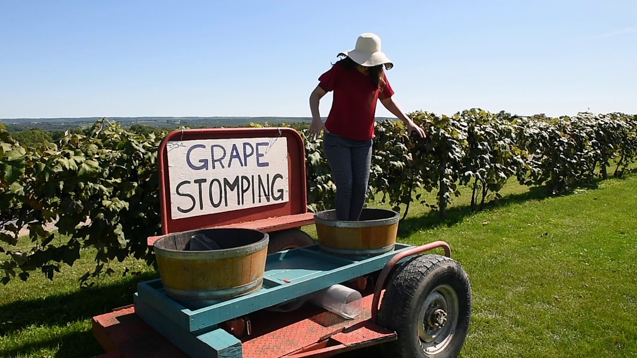 The satisfying sport of stomping grapes in the Finger Lakes