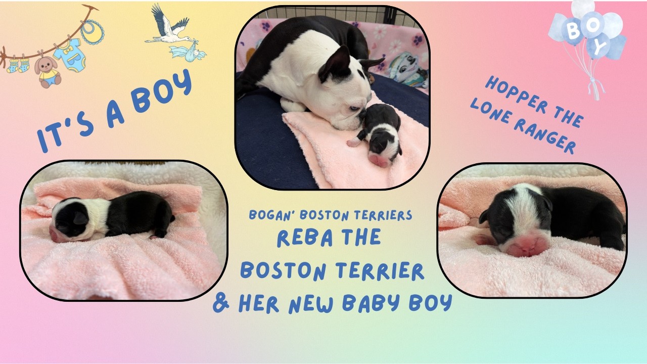 The New Baby Boston Terrier Boy, 16 hours old 😁💕