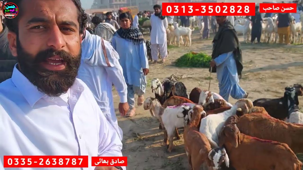 21 February 2026 بچوں والی سستی منڈی punjab bakra mandi ہفتے کے دن mandi update rate 12 hzar Se 🙆&zwj;♂️