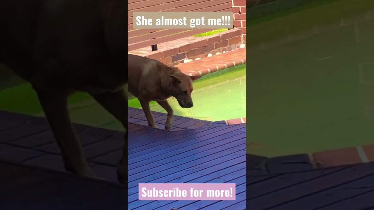 Spying on a dog!😆#dog #spy #cute