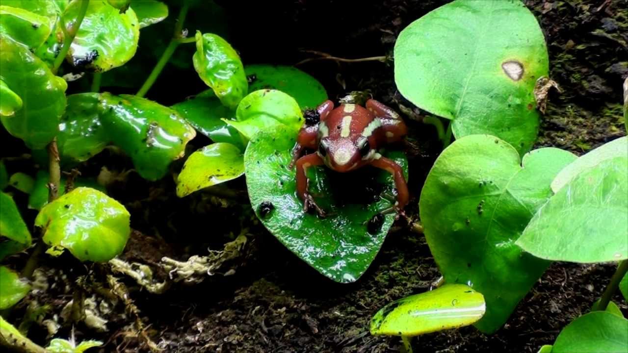 Epipedobates anthonyi Feeding