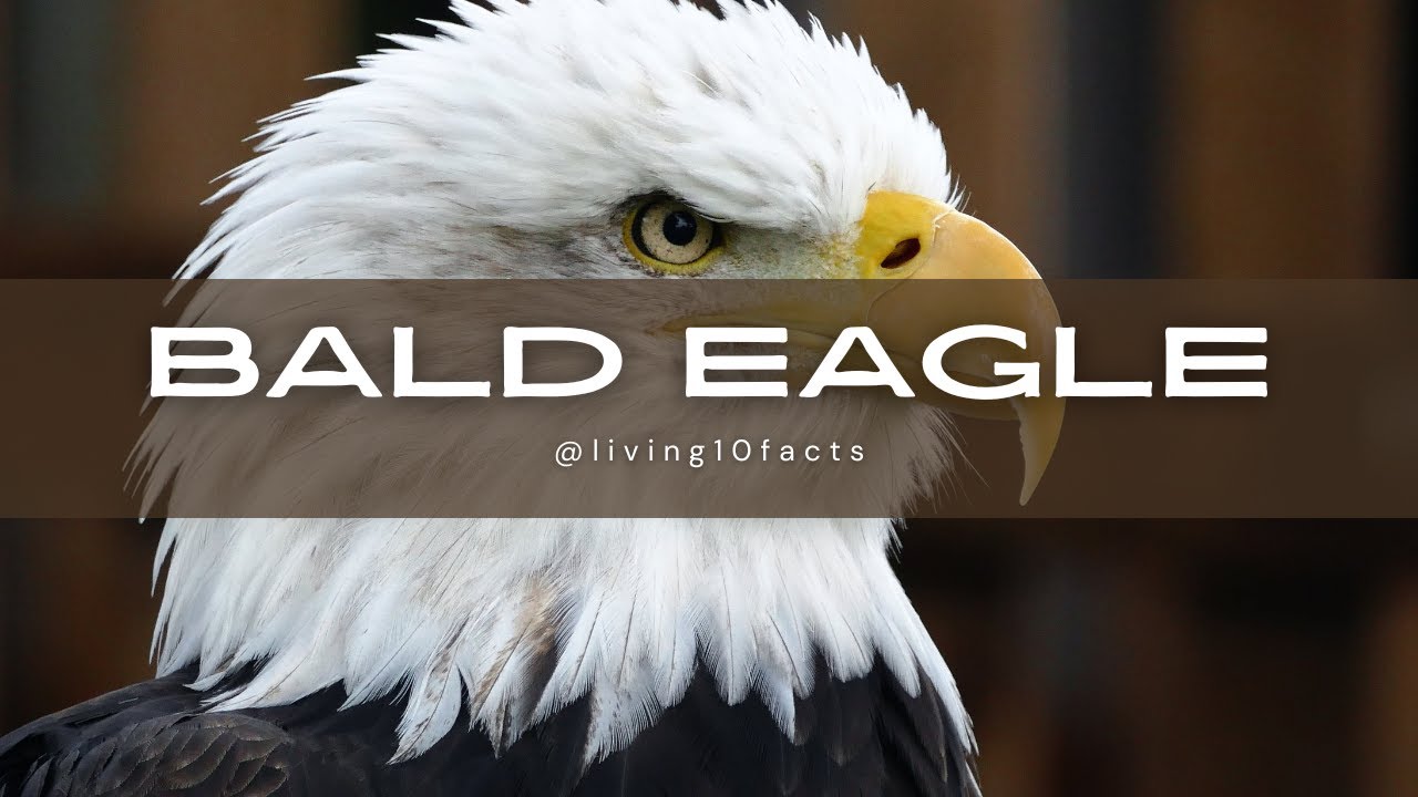 Facts about Bald Eagle #baldeagle #animals #facts