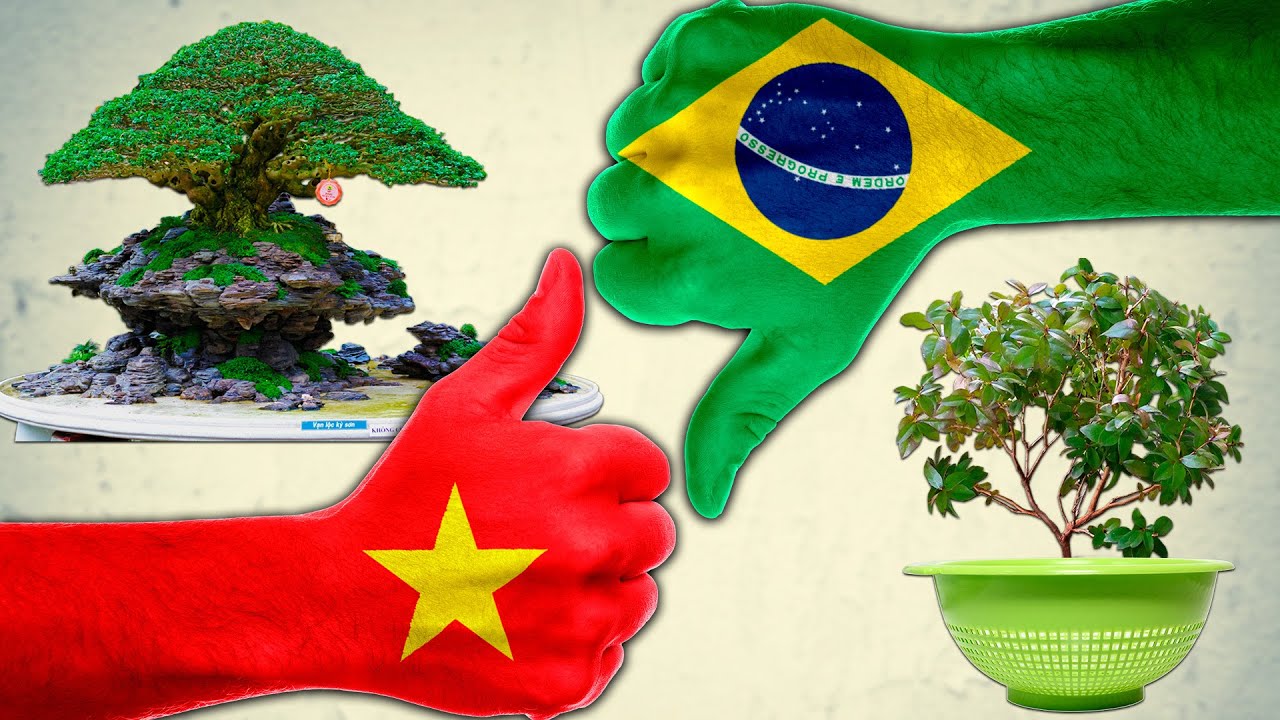 Segredo Revelado: Por que o Bonsai Vietnamita Supera o Bonsai Brasileiro? 🌿🇻🇳🇧🇷