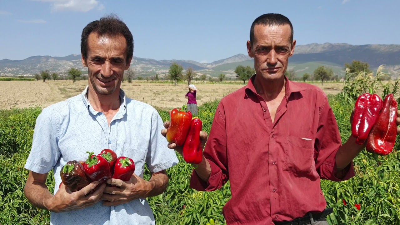 ORGANİK KAPYA BİBER ÜRETİMİ... KUYUCAK ACIPAYAM DENİZLİ...