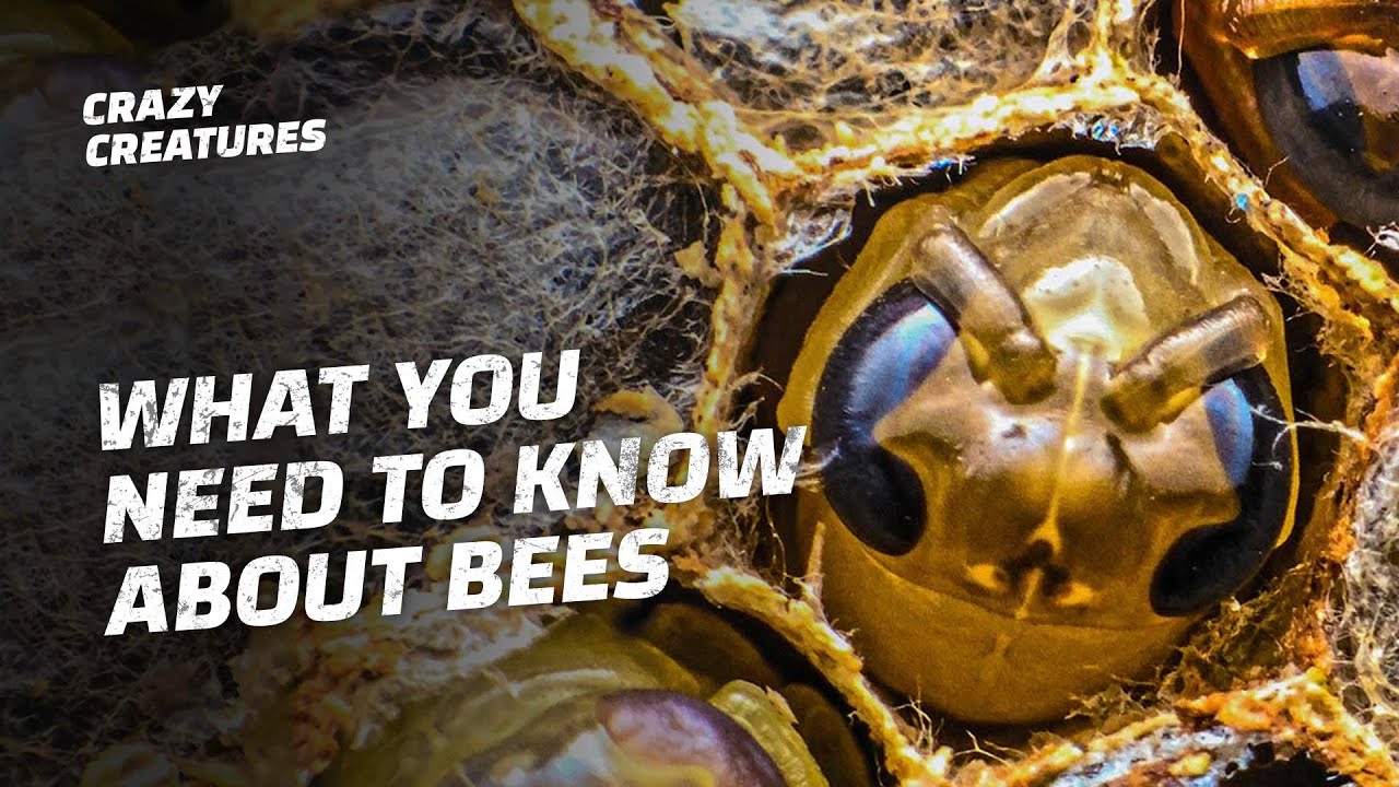 How Do Queen Bees Hatch?