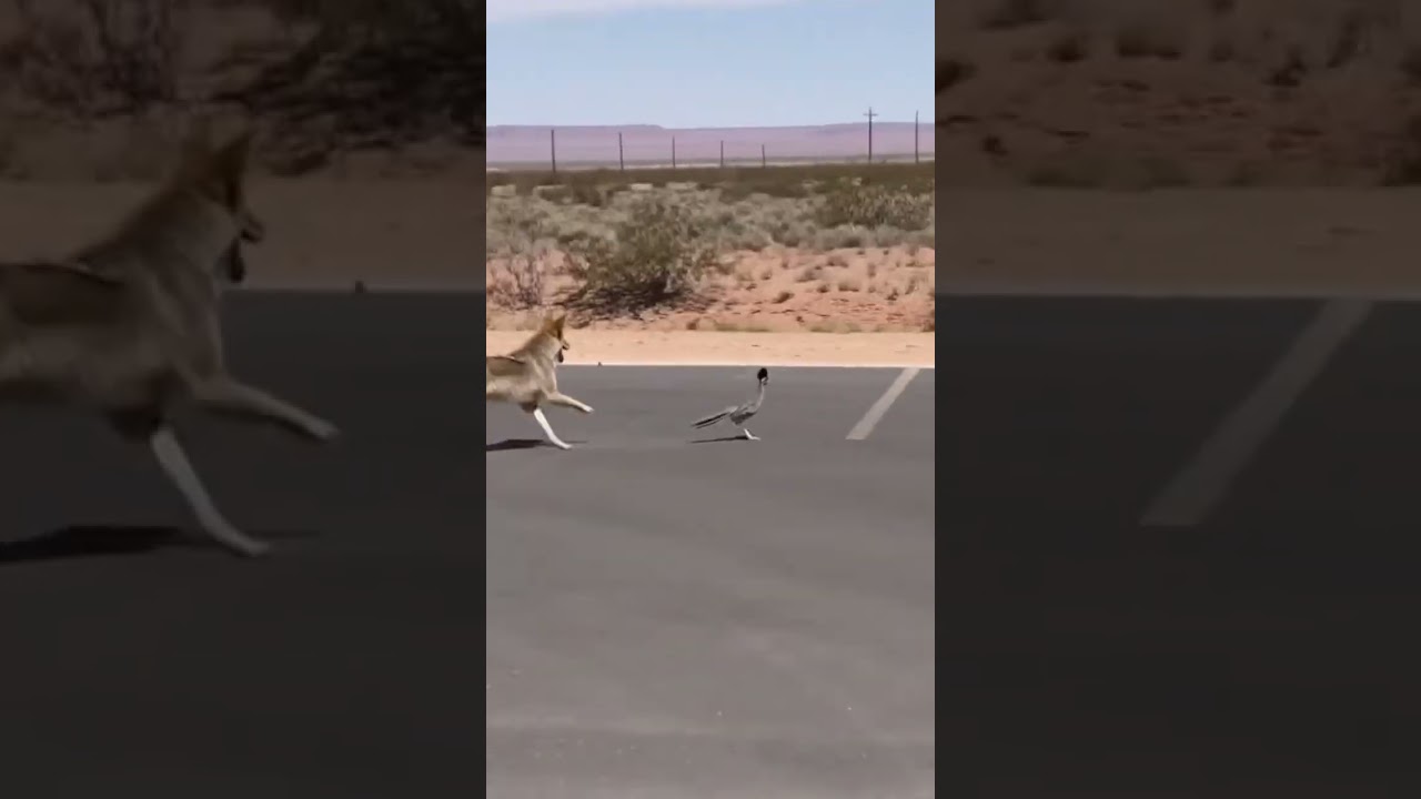 #funnyanimals