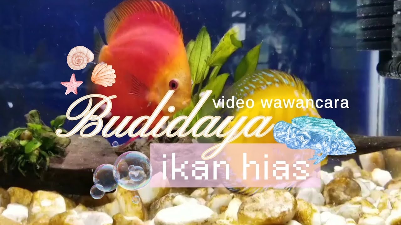 Wawancara Budidaya Ikan Discus – PKWU Kelompok 5 XI.C3