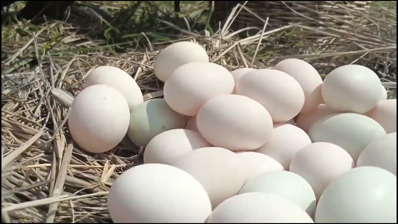 BEST unique amazing! pick a lot of eggs under tree by best hand