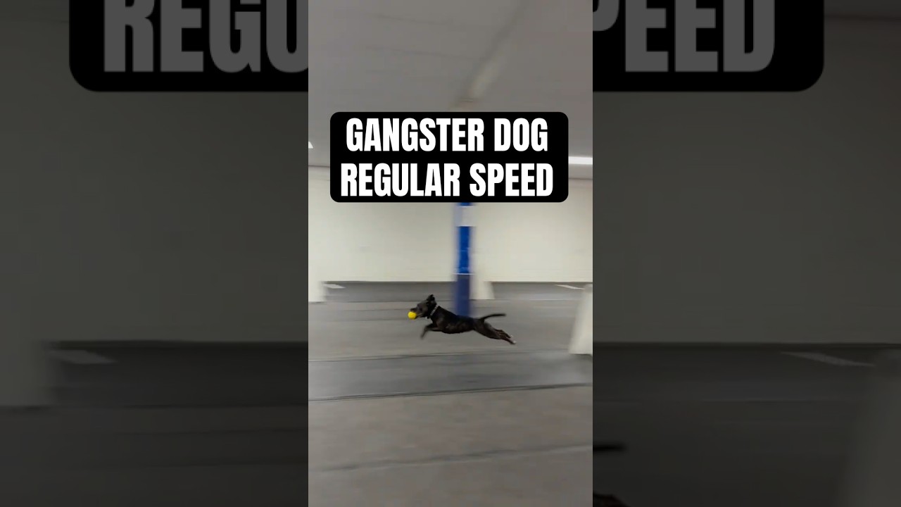 The 4th dog in regular speed #dogs #flyball