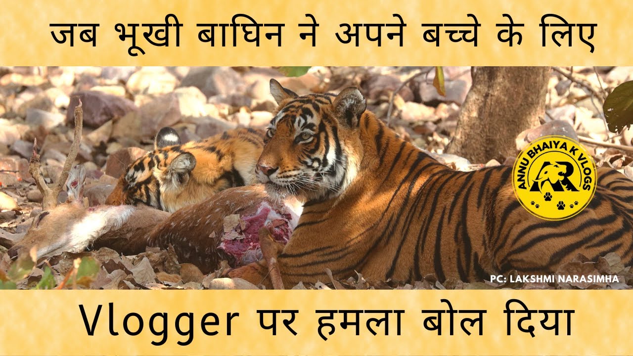 Dudhwa National Park Safari: Encounter with a Tigress - Twice Charged at Close Range