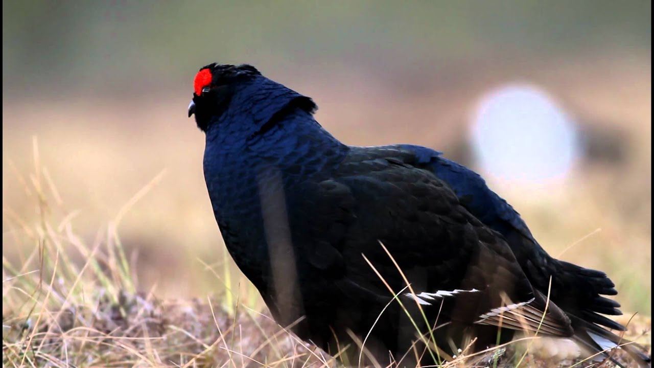 Orre/Black Grouse 29/4 2012