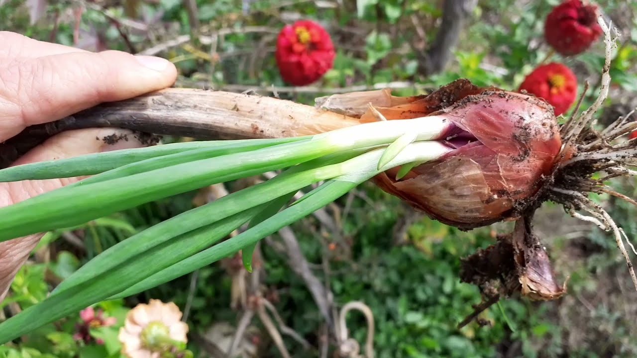 L'oignon rocambole pour un potager perpétuel