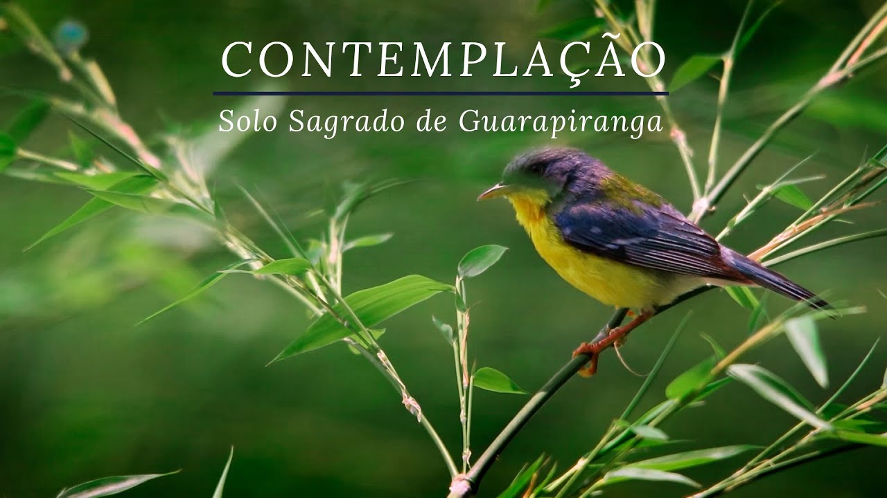 Contemplação | Solo Sagrado de Guarapiranga IX