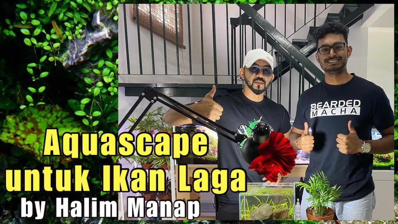AQUASCAPE BETTA TANK tanpa Co2 dan filter air // Budget tank Aquascape