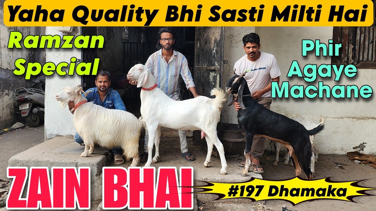 Yaha Quality Female Goat Sasti Milegi At ZAIN BHAI | RAMZAN SPECIAL Bakra Mandi In Bhiwandi