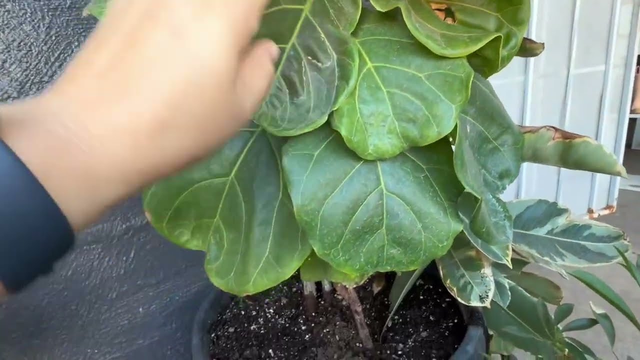 Cuidado  y abonado de ficus lyrata 