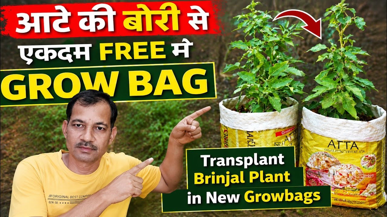 आटे की खाली बोरी मत फेंको ❌ Flour Sack Eggplant: The Most Epic Gardening Experiment Yet!