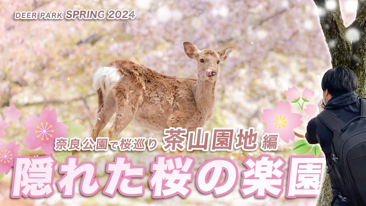 隠れた桜の楽園！？ 奈良公園に秘められた桜の魅力を探しに行ってきました。【奈良公園で桜巡り・後編】