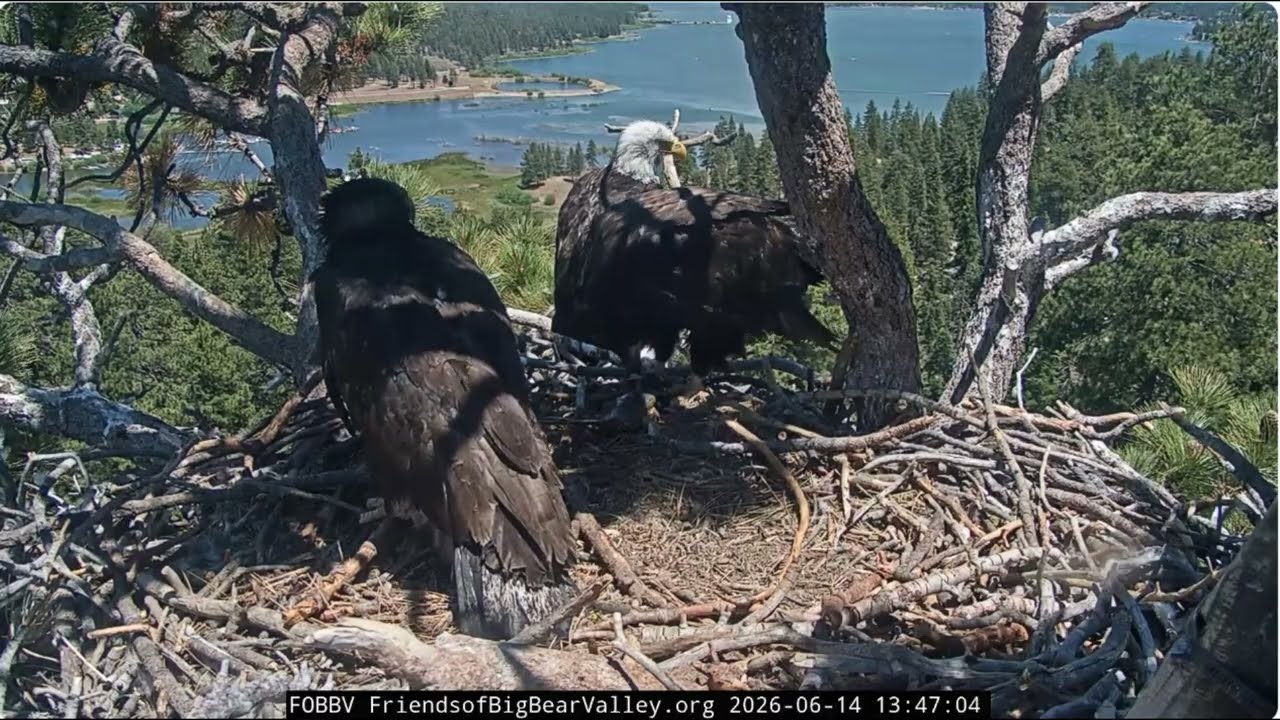 June 14th, Shadow brings two fish 2026 @FOBBVCAM