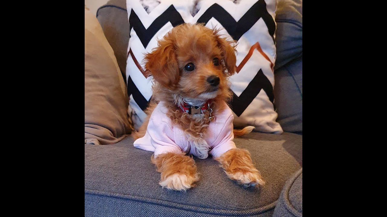 MALTİPOO KÖPEĞİMİZLE İLK 1 AY NASIL GEÇTİ? ( FIRST 30 DAYS WITH MALTIPOO PUPPY)