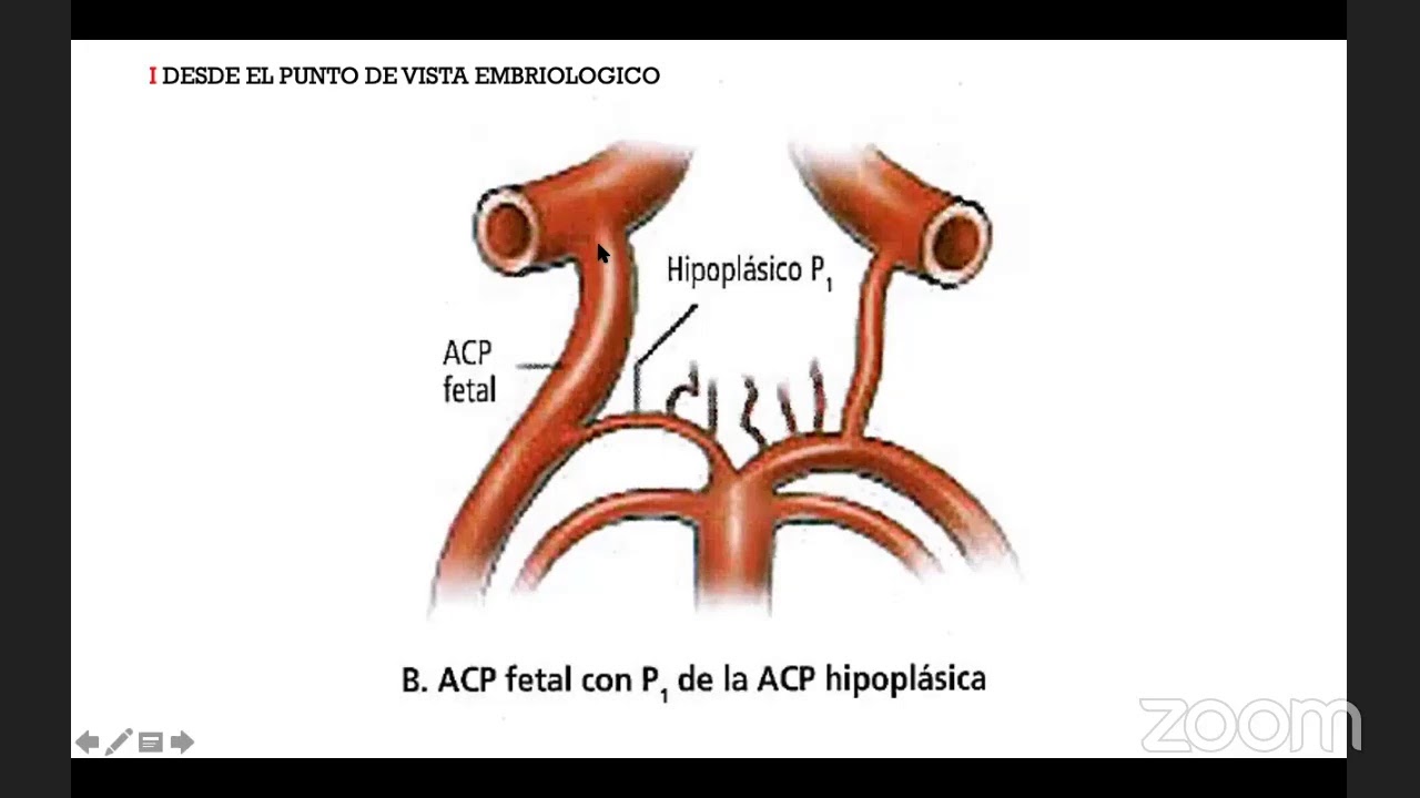 Fisiología del sistema vascular cerebral - Yovany Capacho, MD