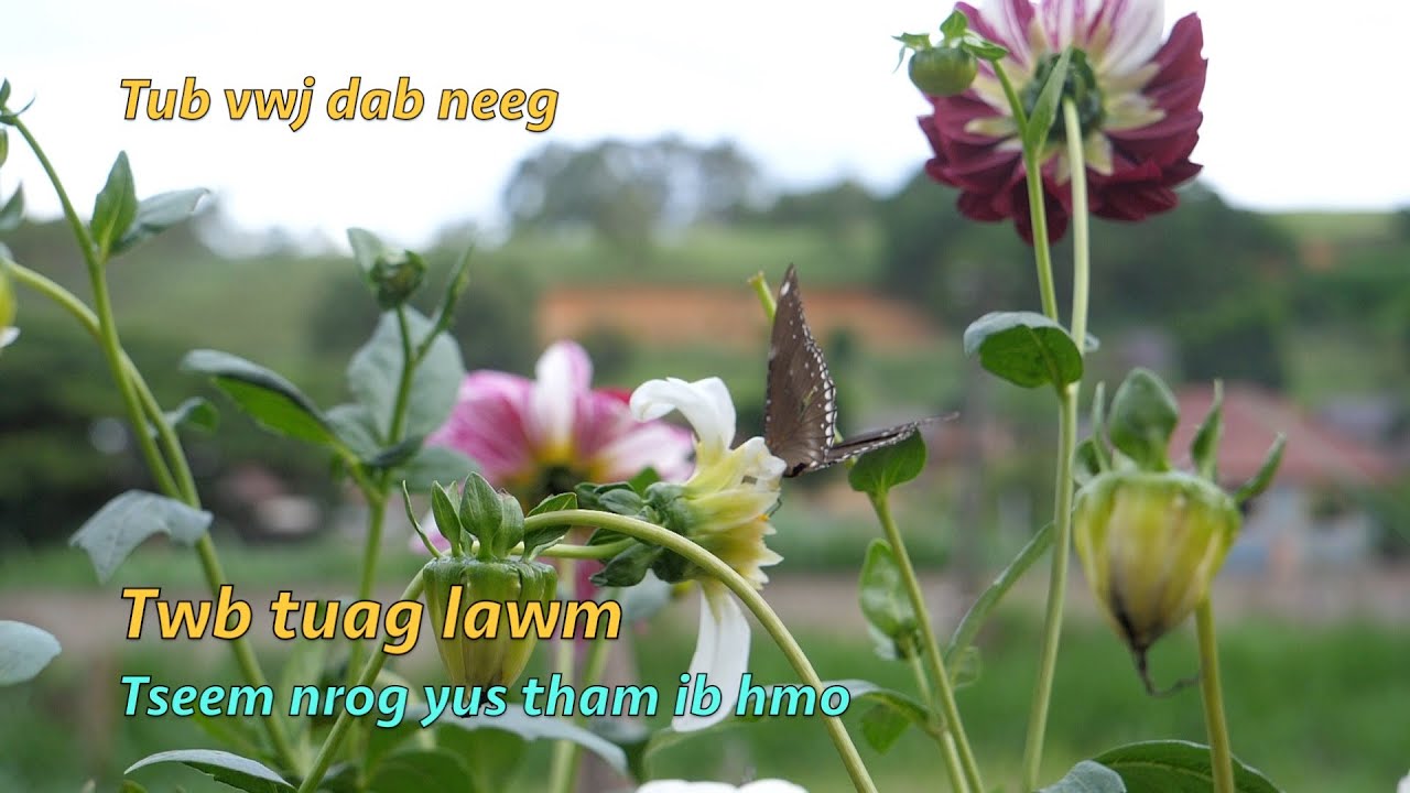 Twb tuag lawm los tseem nrog yus tham tau ib hmo 7/20/2025