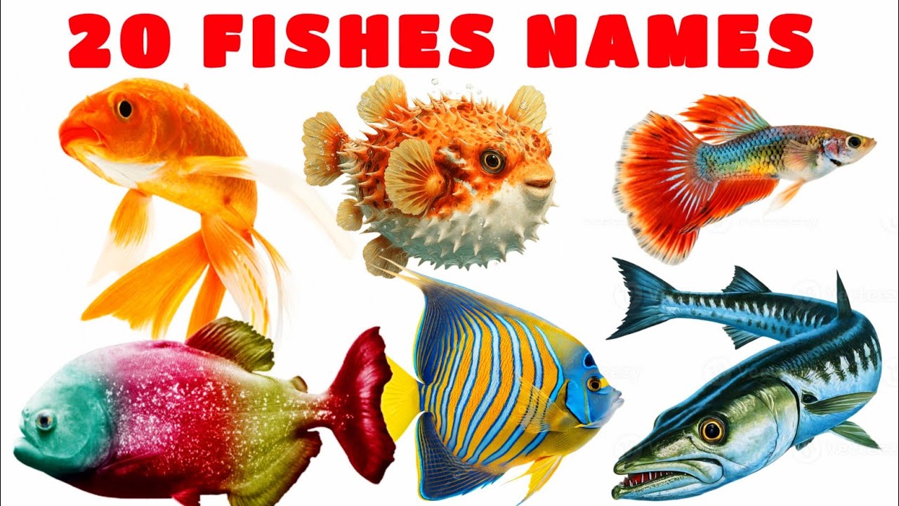 Fish Names In English For Kids | Learn Fish Names In English With Pictures | Fish Names 