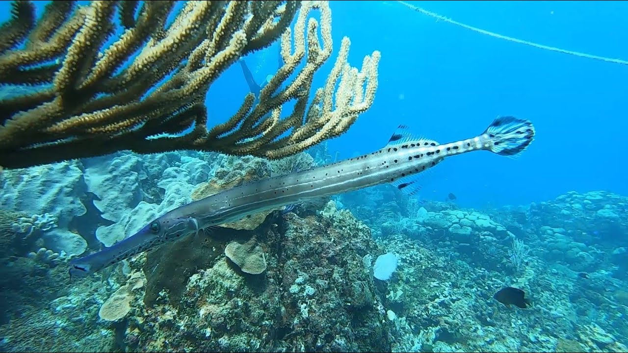 Nos plongées en République Dominicaine