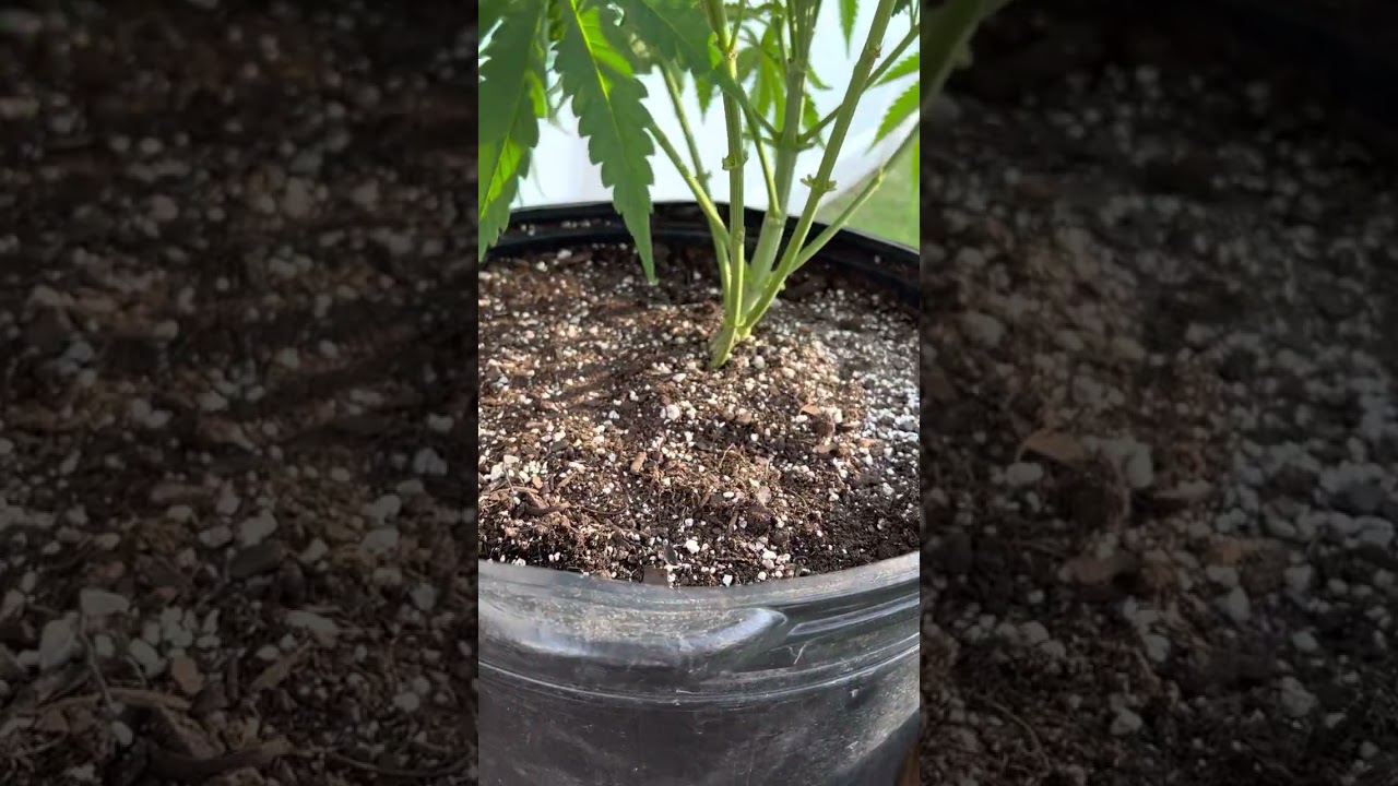 Cinderella 99 and Cheese| Outdoor Grow feminized photo seed