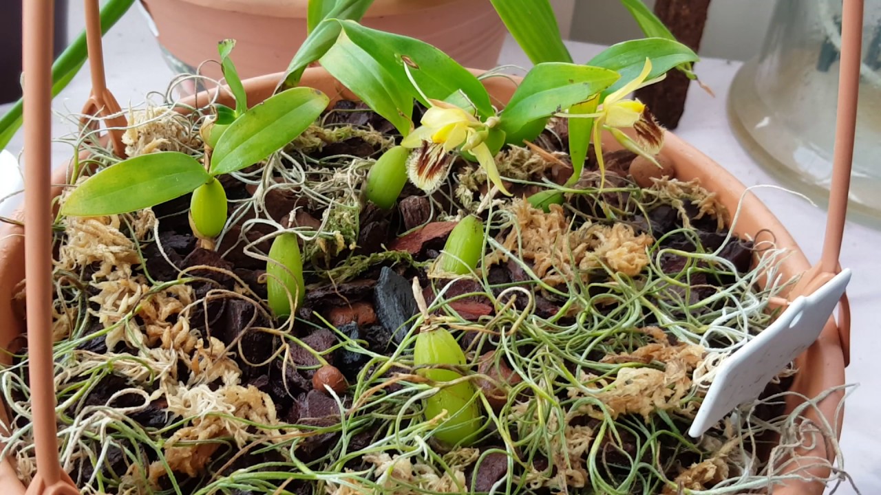 Coelogyne Fimbriata / Целогина Фимбриата