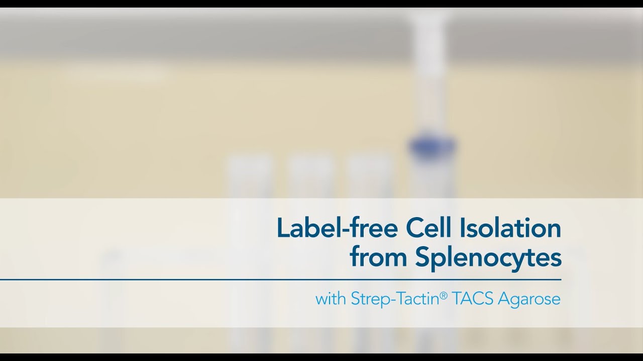 Label-free Cell Isolation from Splenocytes with Strep-Tactin&reg; TACS Agarose
