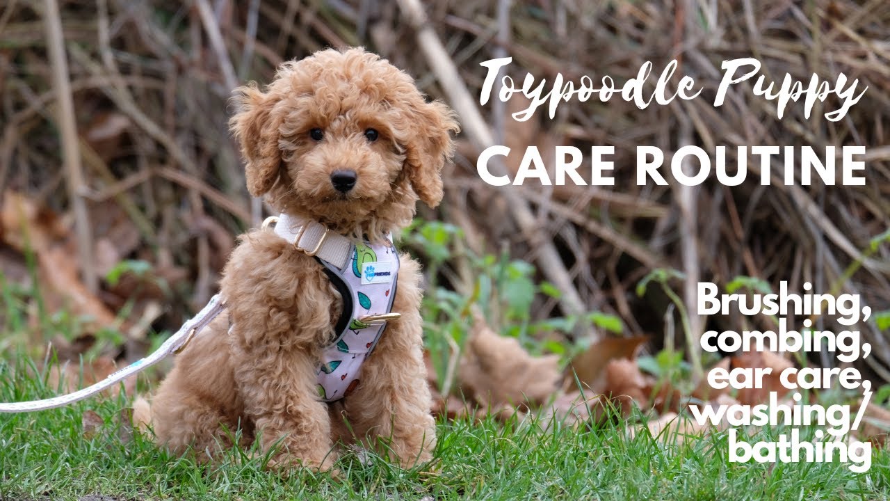 Toy Poodle puppy grooming routine - combing, brushing, washing, ear trimming, brushing teeth