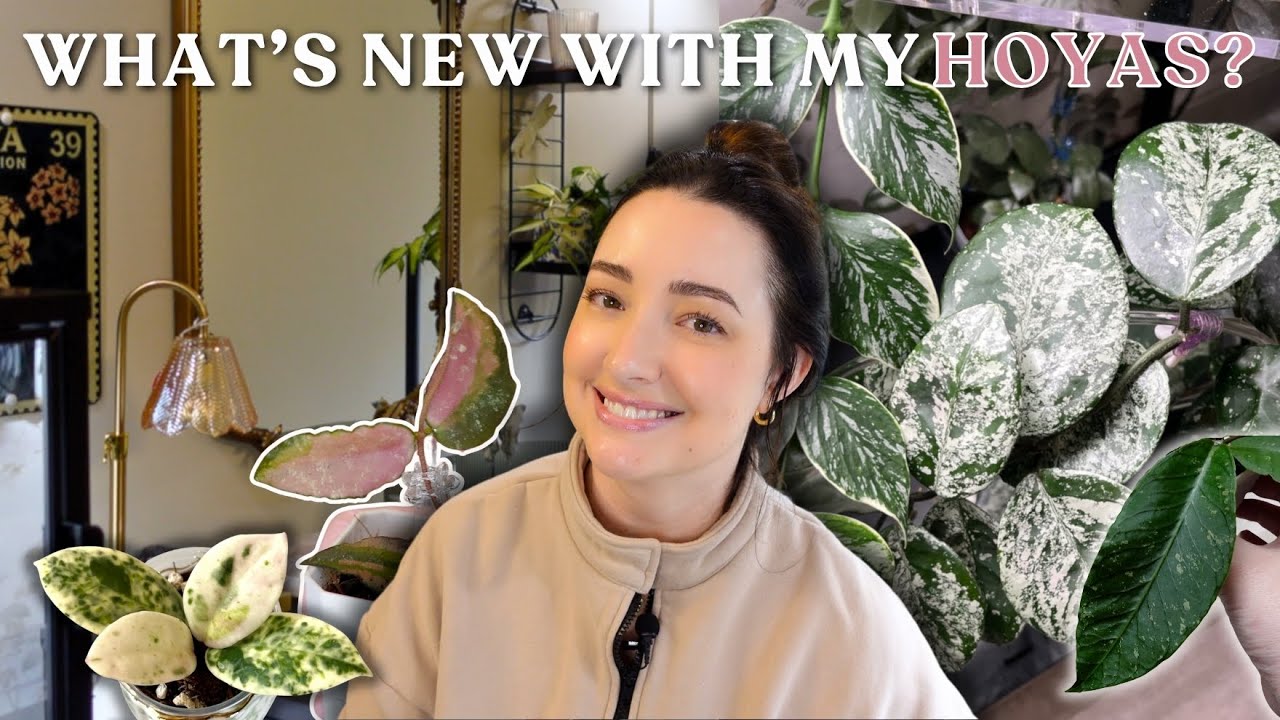 1 Hour of HOYAS! Full Walkthrough, New Cuttings, Repots, Growth and Care Tips 🌸