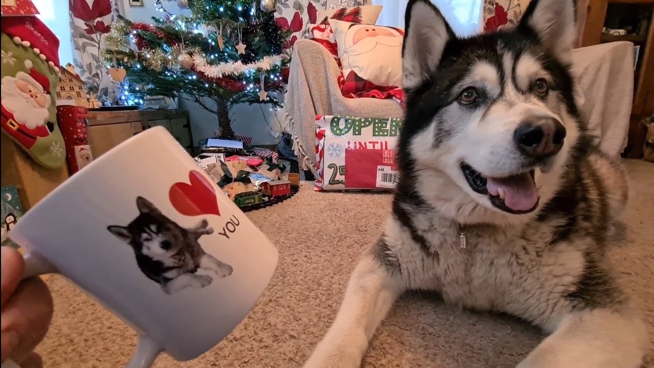 Husky Malamute Kicks Off when I suggest a gift for his sister