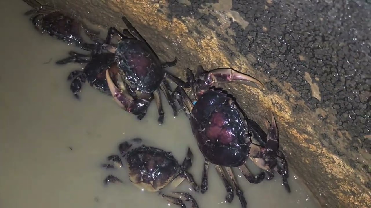 មើលអន្ទង់