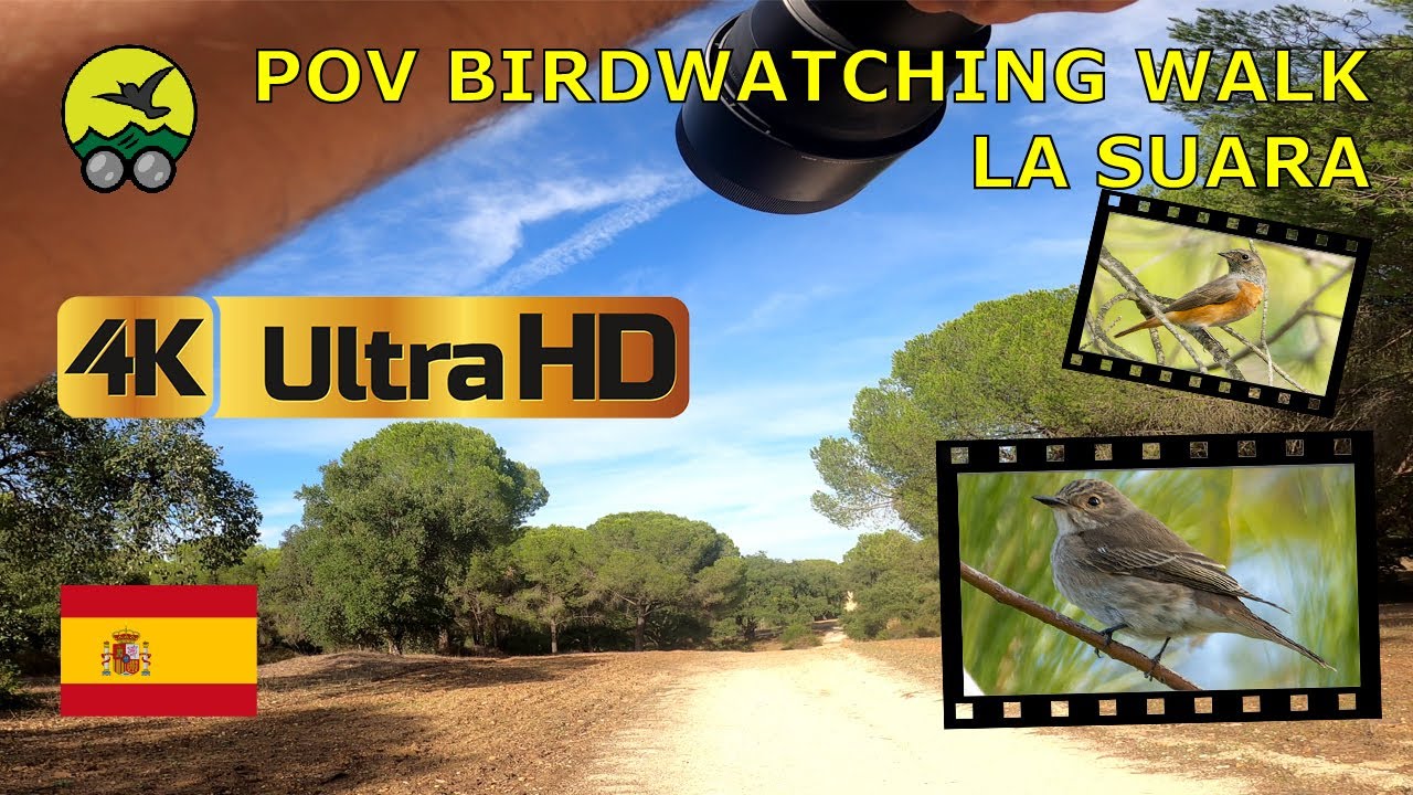 4K Virtual Walk bird photography  |  La Suara, Jerez