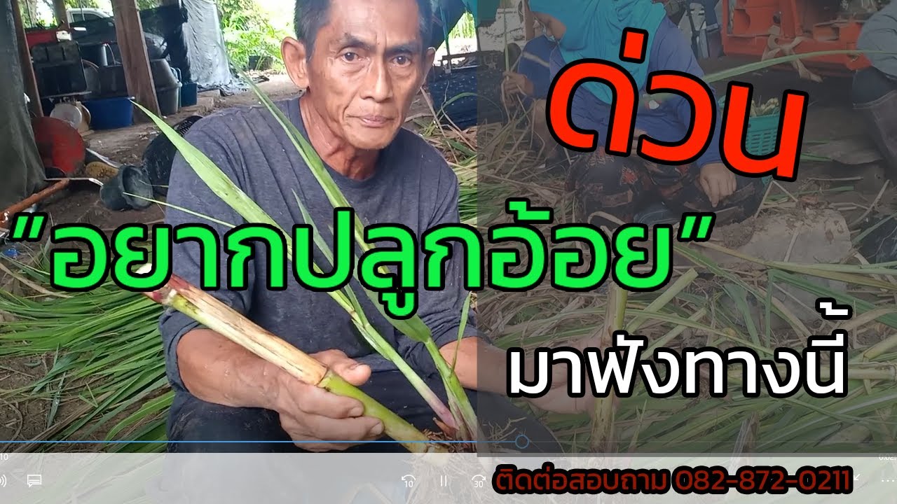 ก่อนปลุกอ้อยมาฟังทางนี้ #ความรู้เรื่องอ้อย  #สุพรรณ 50  #สุพรรณบุรี50