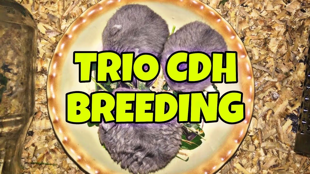 TRIO (2FEM/1MALE) CDH BREEDING SET-UP, EPEKTIB BA?