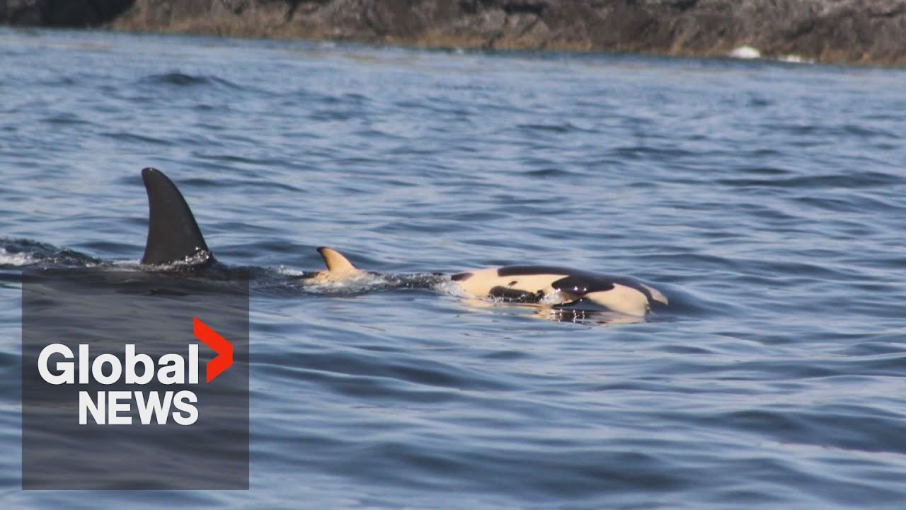 Orca who captured world's attention in 2018 seen carrying another dead calf
